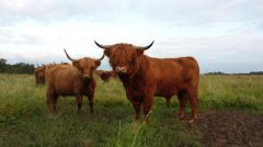 Stier en koe lettelbert 