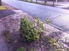 Kerstboom