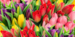 Tulpen