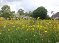 Weiland met boterbloemen