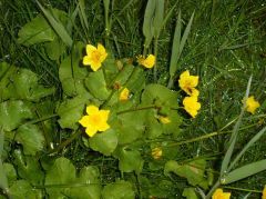 Dotterbloem