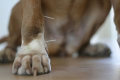 Acupunctuur-bij-kleine-huisdieren-zoals-honden-en-katten