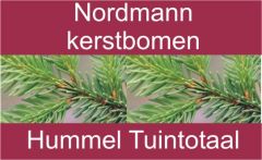 Nordmannbanner-2