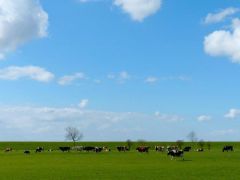 Het groninger landschap - zoutkamp - chantal van der ende-appel