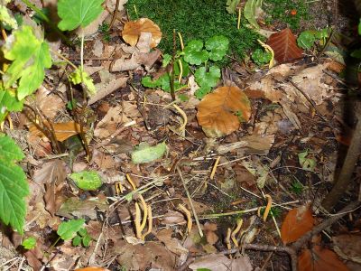 Herfst knotszwam