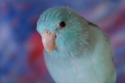 Parakeet-2760831 960 720