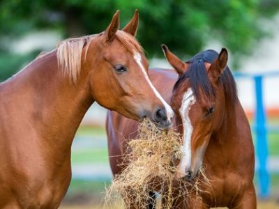 Forages-for-horses