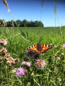 Vlinder in tuin westerkwartier