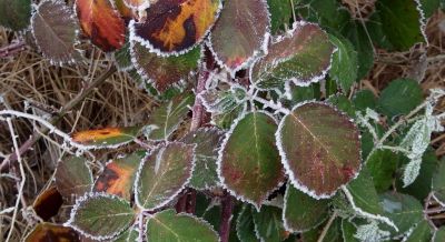 Natuur winter