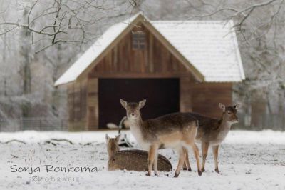 Stal hertenkamp nienoord, foto sonja renkema