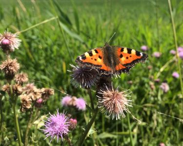 Vlinder in tuin westerkwartier 