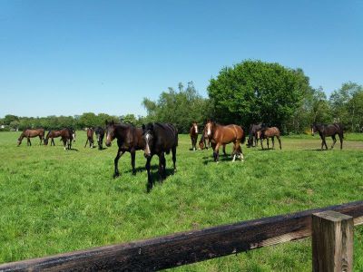 Paarden in coulisselandschap