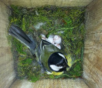 2020-05-14 koolmees op nest