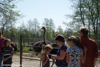 struisvogelboerderij 