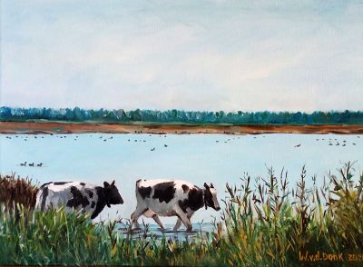 2020 koeien in lauwersmeergebied
