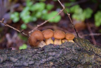 Excursielijst 2021-10-31  seizoenenwandeling herfst coendersbos