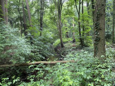 Het bos is een dag van jou