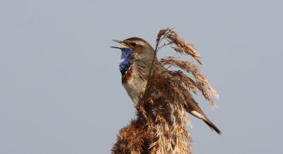 Blauwborst, Martijn de jong 