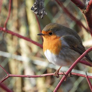 2022-12-14 help vogels de winter door