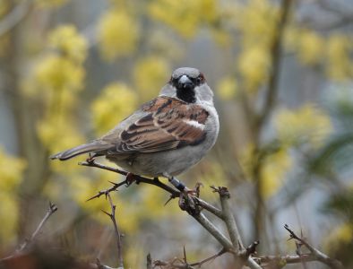 huismus baggelhof vogel