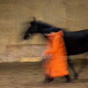 De paardencoach. gerben veenstra