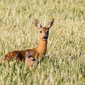 Ree-danille-keuning-het-groninger-landschap-300x300