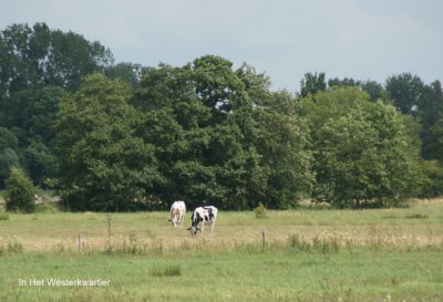 Natuur koe strunen bij  de boer