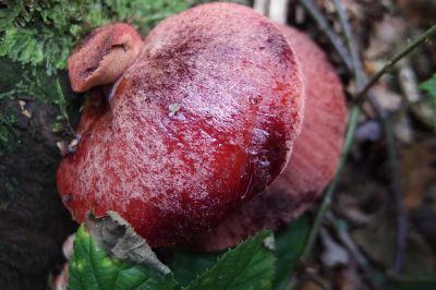 Biefstukzwam, natuurschbos paddestoel