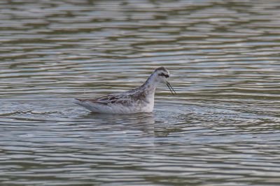 Grauwe franjepoot vogel 