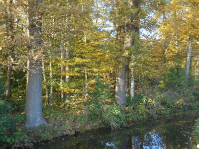 Herfstwandeling bos