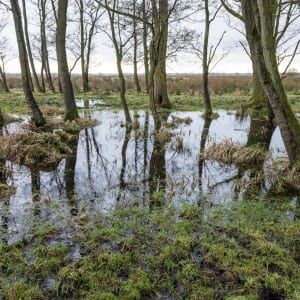 Lettelberterpetten-voorjaar-het-groninger-landschap-12-300x300