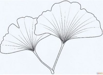 Ginko