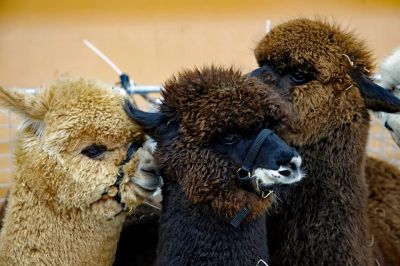 Alpaca