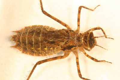 Libellenlarve insect
