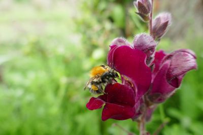 Hommel foto van jossy van den boogaard