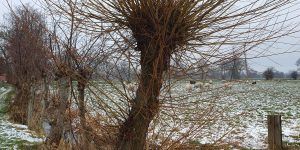 2025-02-15 winterwandeling