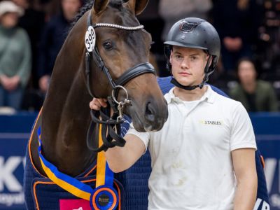 Stal brouwer tony-gold-kwpn