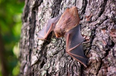 2026-06-05 vleermuis