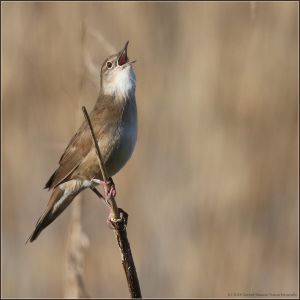 Snor vogel