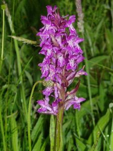 Rietorchis