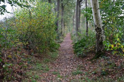 Coendersbos