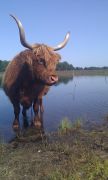 Hooglander in meer jiltdyksheide