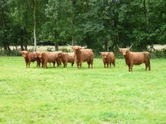 Koeien op rij opende