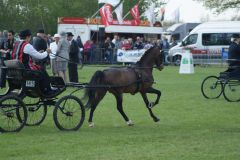 Tuigpaardenconcours Notoaristuun