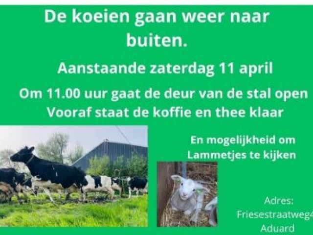 Koeien weer naar buiten!
