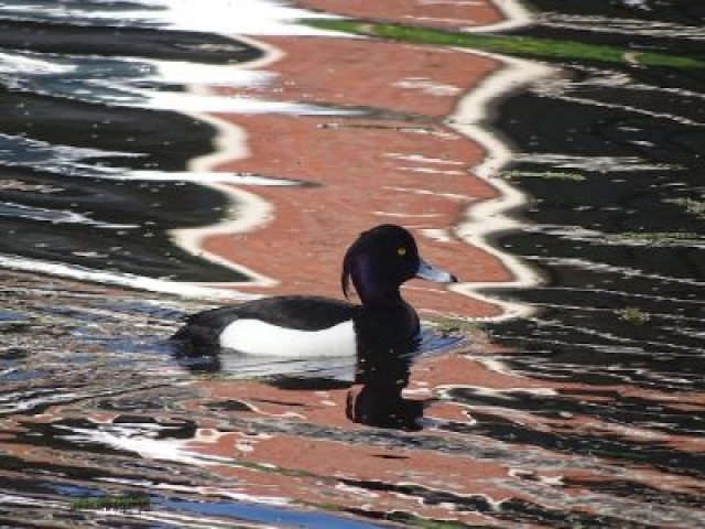 Vogels spotten in de Lettelberterpetten