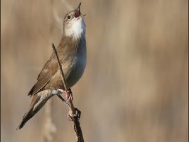 Vogels in de Onlanden (excursie is VOL)