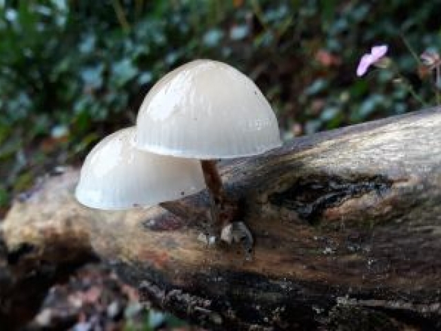 Paddenstoelen fotografiewandeling