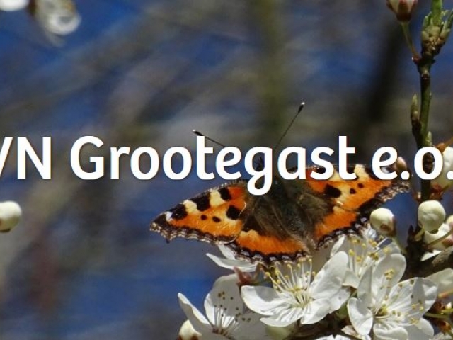 Orcideeën in de Noorderriet